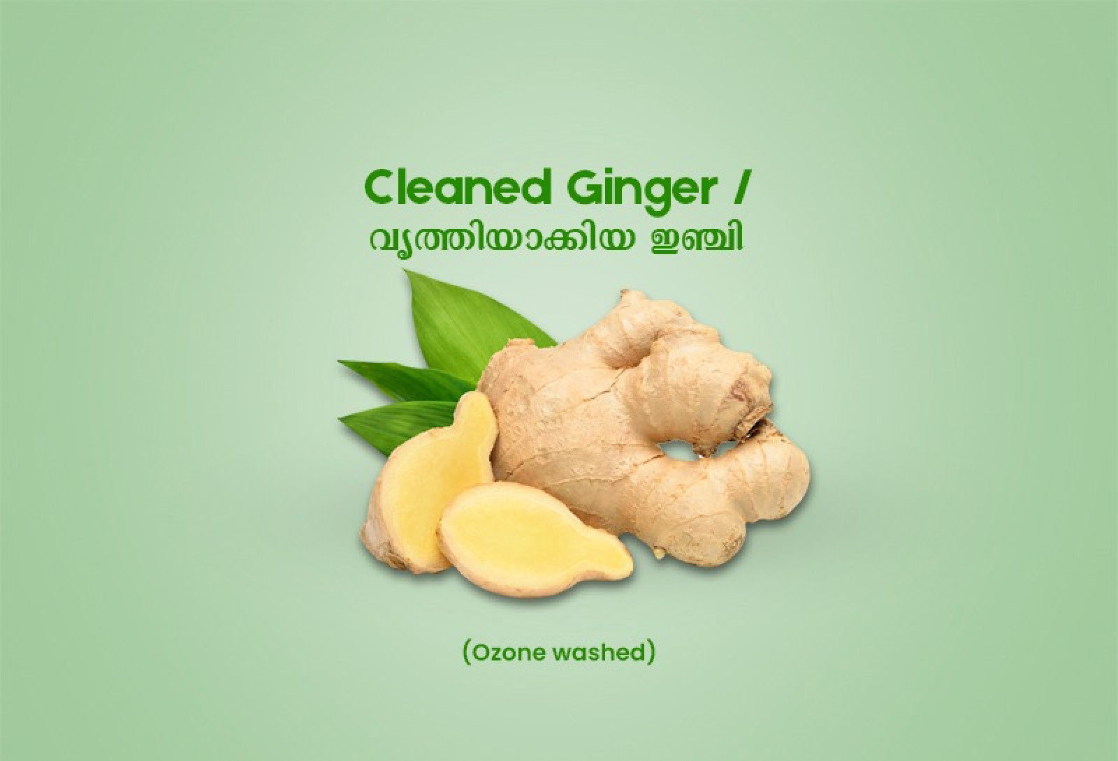 Cleaned Ginger / വൃത്തിയാക്കിയ ഇഞ്ചി  -250gm Pack ( Ozone Washed)